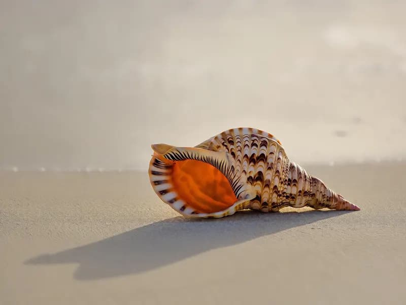 A conch shell on the sand at the water's edge