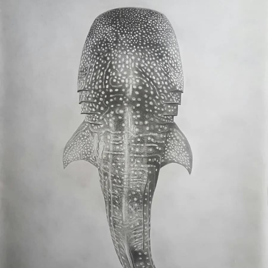 A pencil drawing of a whale shark seen from above