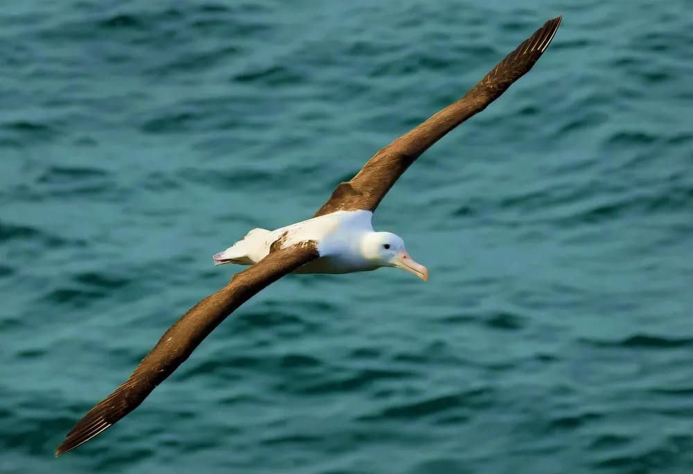 An albatross gliding over the sea