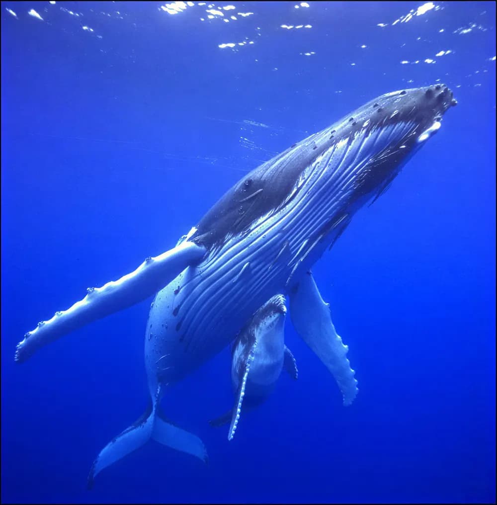A humpback whale and calf in deep blue water